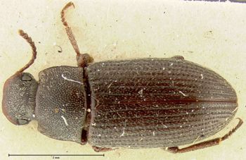 Media type: image;   Entomology 7092 Aspect: habitus dorsal view